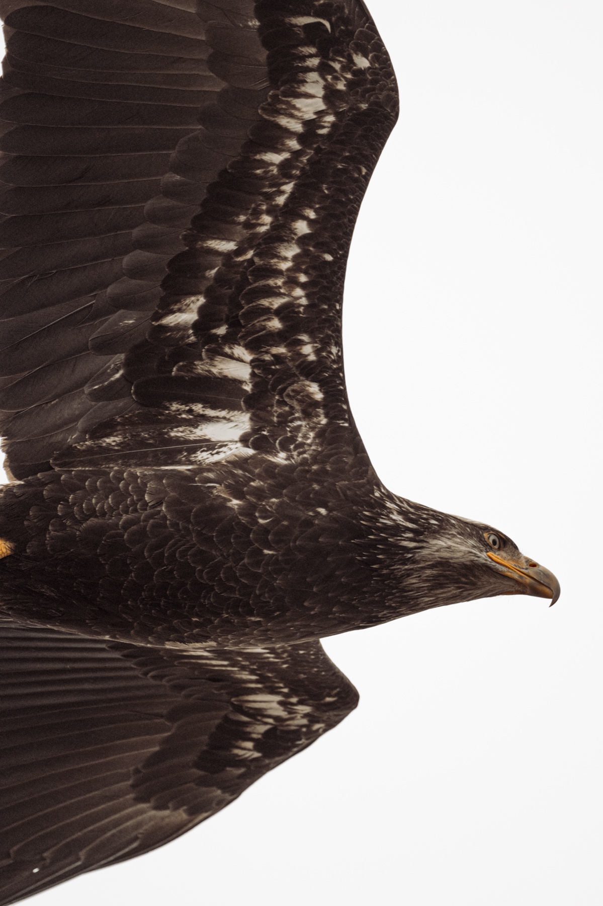 Bald eagle - Haliaeetus leucocephalus — 5 of 8