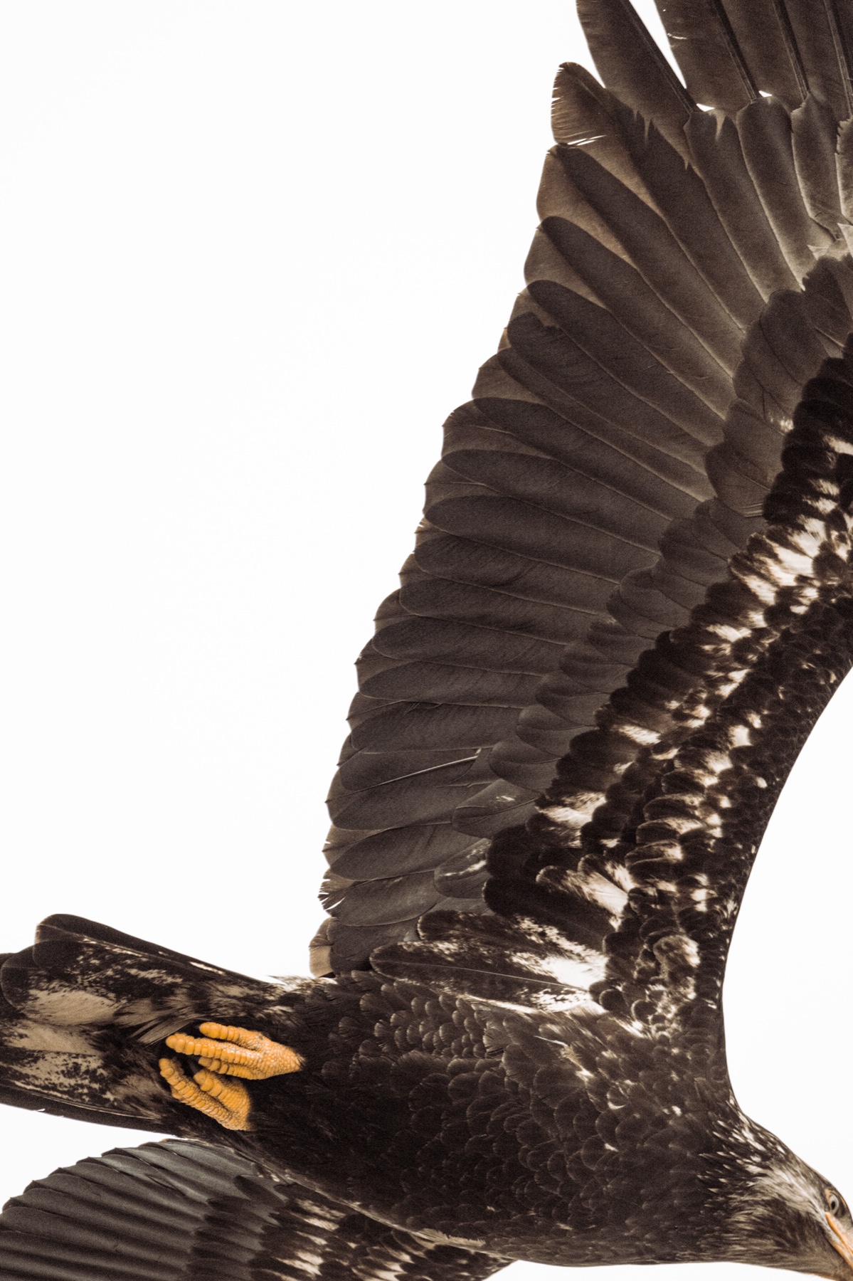 Bald eagle - Haliaeetus leucocephalus — 6 of 8