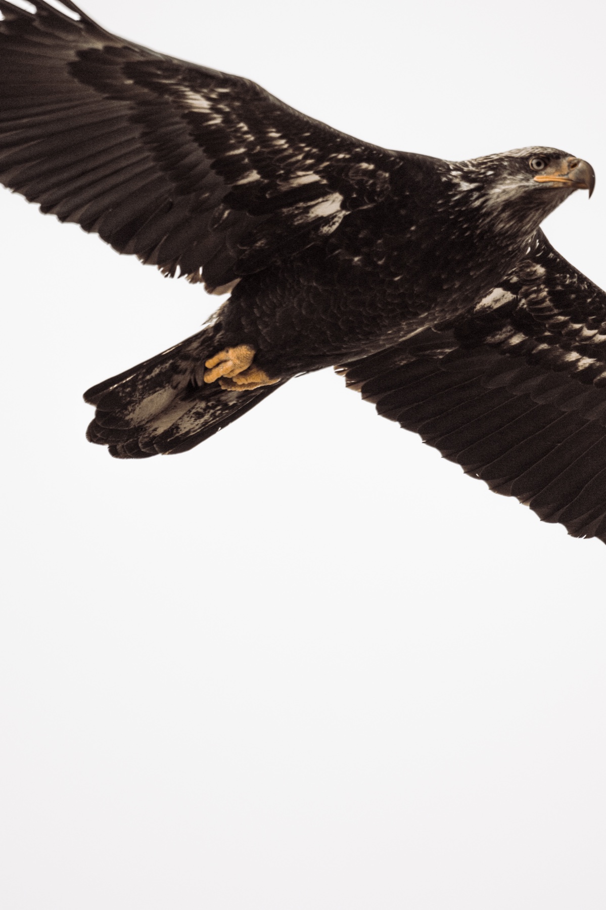 Bald eagle - Haliaeetus leucocephalus — 4 of 8